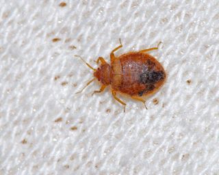 A bed bug on mattress