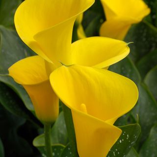 yellow calla lilies - GomezDavid - GettyImages-157472845