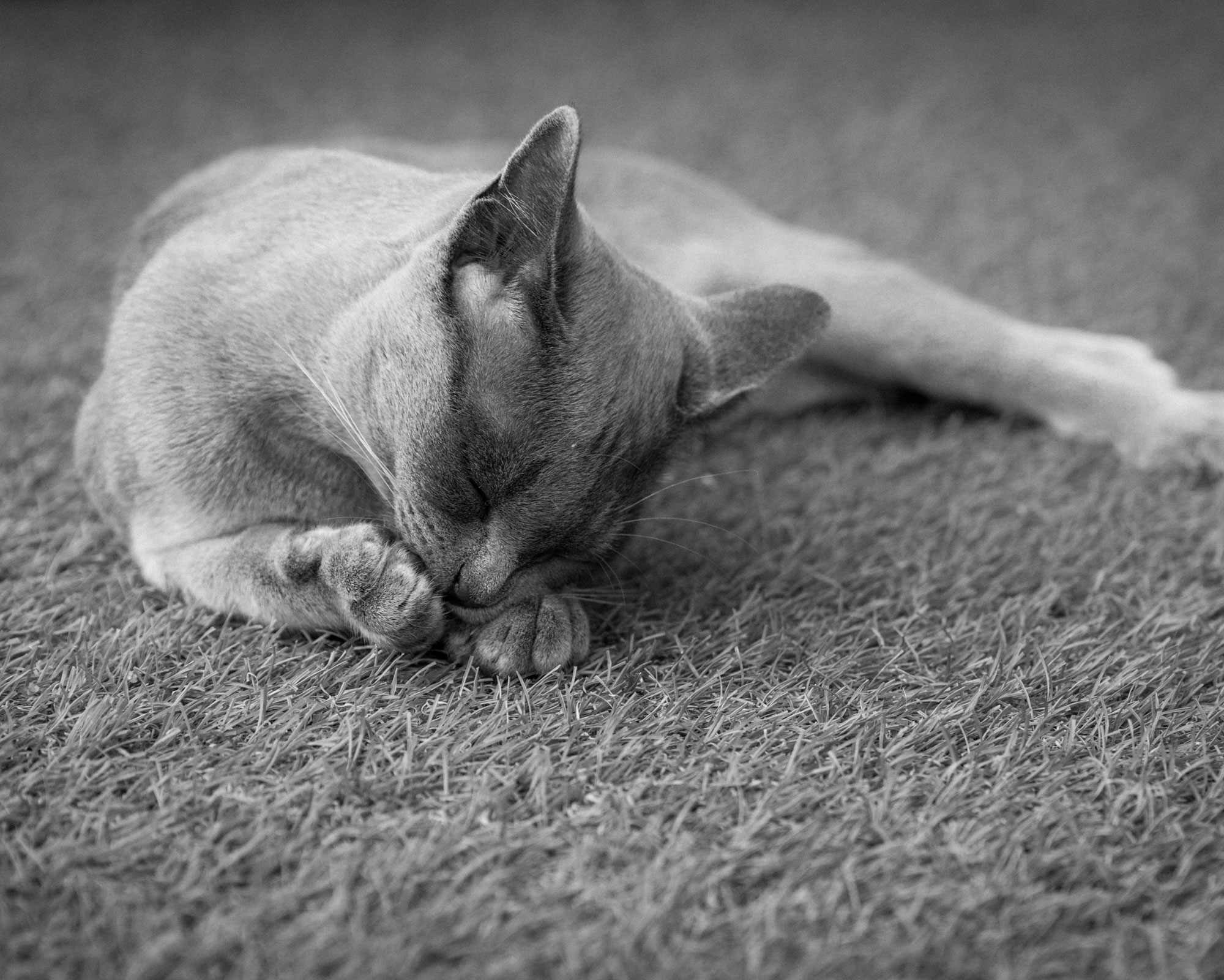 how to get rid of carpet beetles - cat on carpet - unsplash