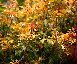 false holly Goshiki showing red and gold foliage