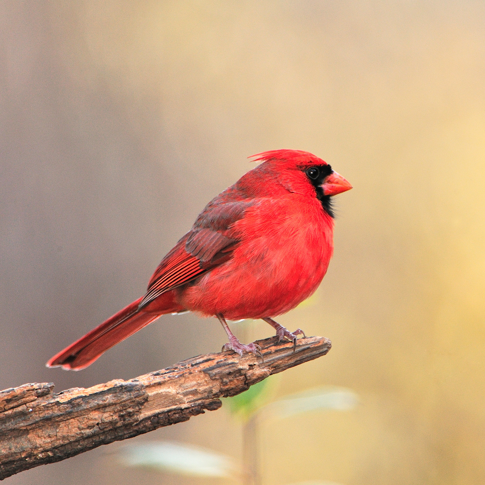 The state birds of the USA