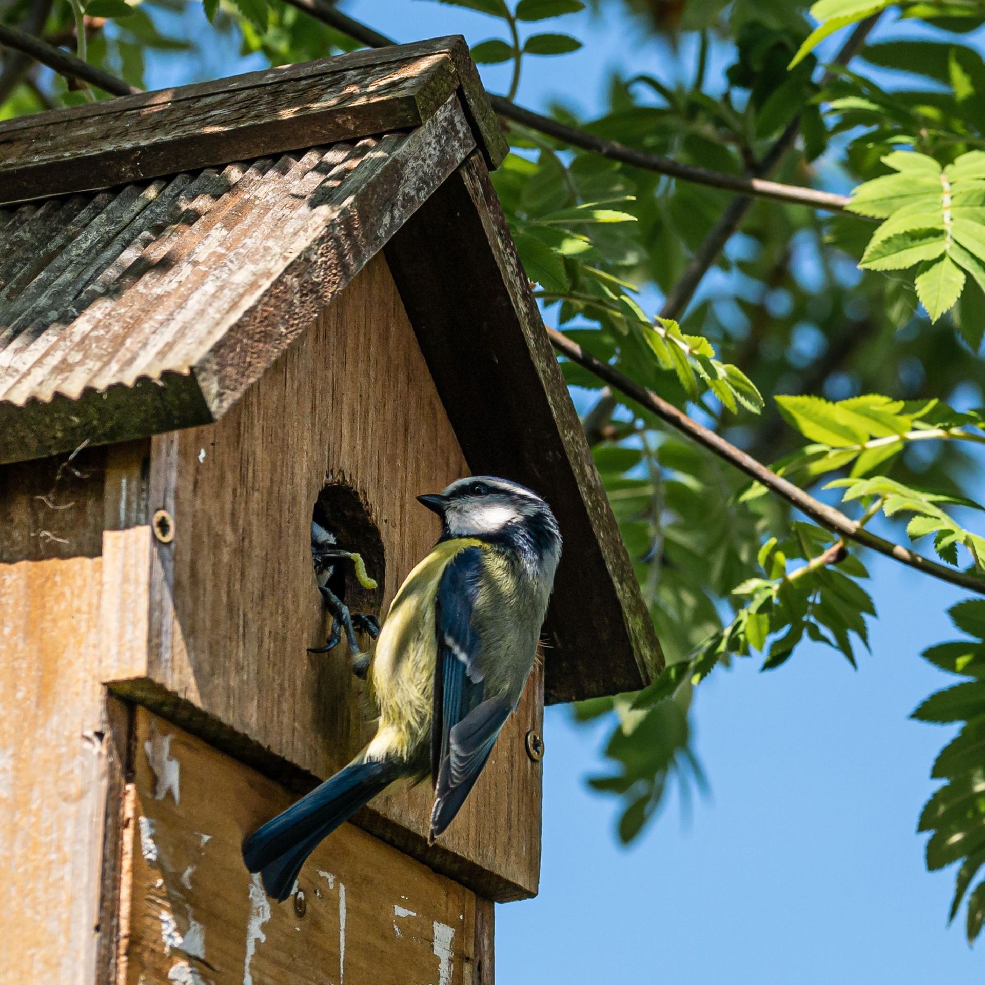 Fresh Look at 5 Ways To Make A Shed Bird Friendly To Attract