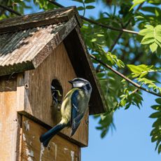 Blue tit at the entrance of a wooden bird box