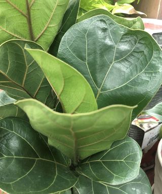 fiddle leaf fig plant leaves