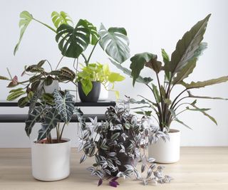 Houseplant display