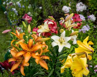 orange, yellow and white lilies planted a spring bulbs in a garden