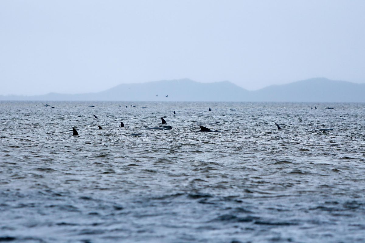 More than 450 whales have been stranded off the west coast of Tasmania in the largest stranding event the island state has had.