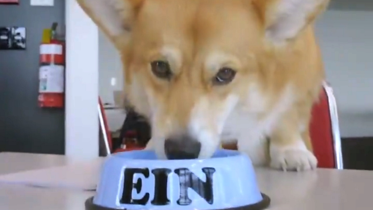 ein (cowboy bebop series)