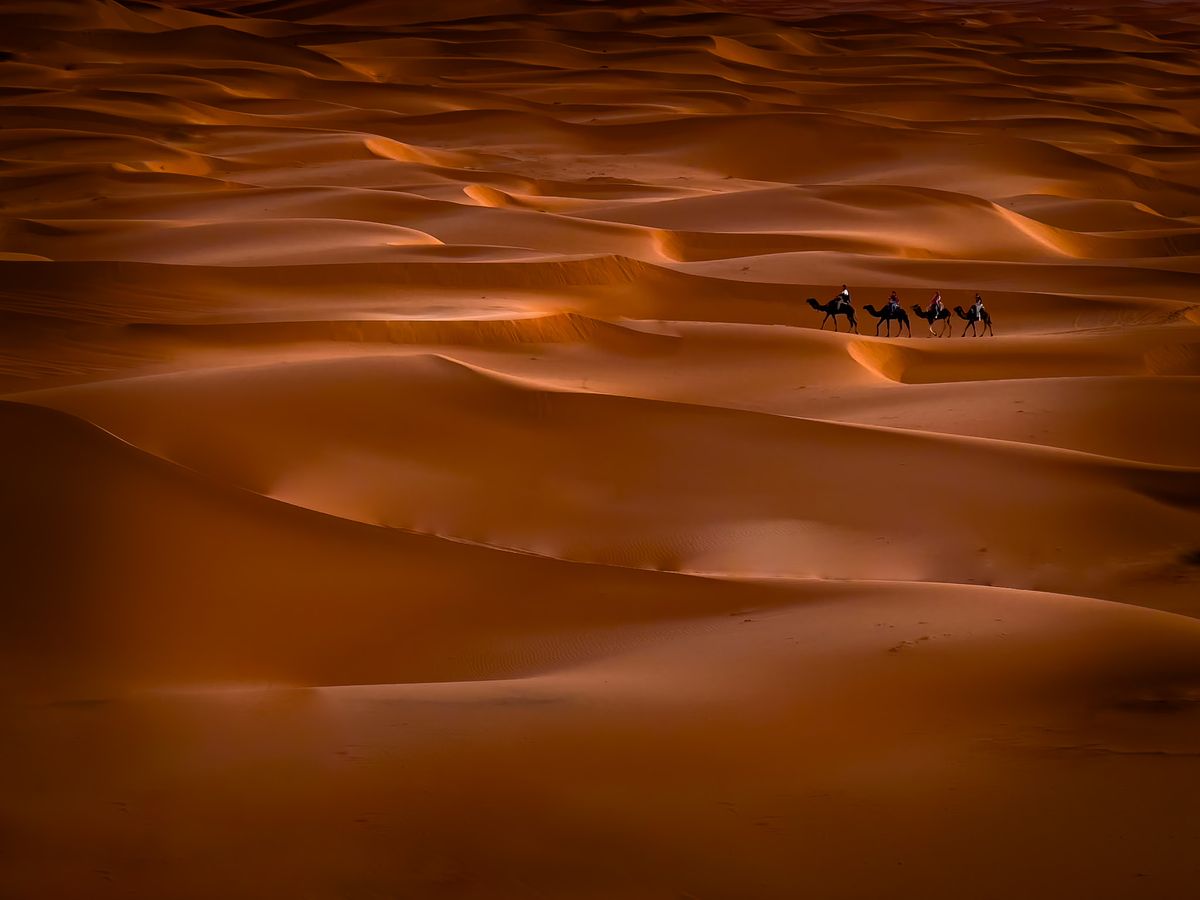 Camels riding through sand dunes in the Moroccan desert