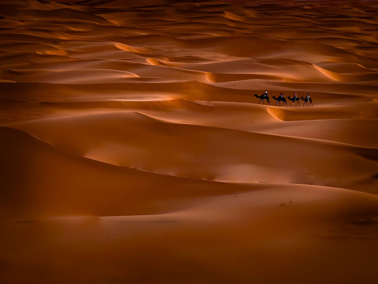 Camels riding through sand dunes in the Moroccan desert