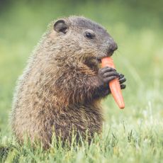 Young groundhog with carrot in mouth standing upright in vintage garden setting