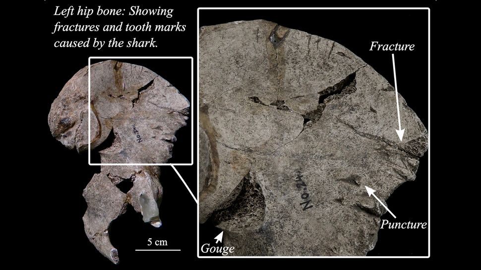 Oldest-known shark attack discovered in 3,000-year-old skeleton with