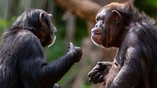 Two chimpanzees meeting with each other apparently having a discussion using hand gestures.