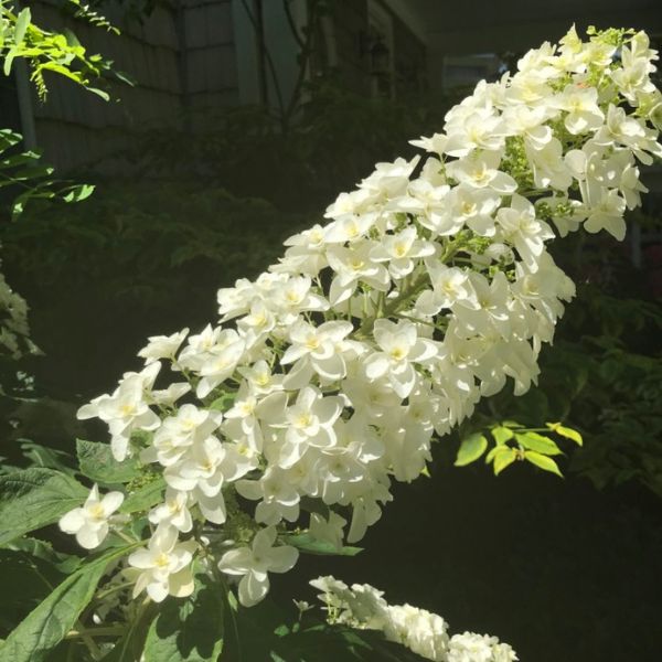 Snowcicle Oakleaf Hydrangea - #3 Container