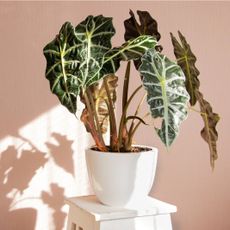 A potted alocasia in front of a pink wall