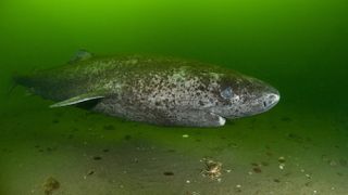 A Greenland shark swims through green-lit waters. The shark is gray and patchy.