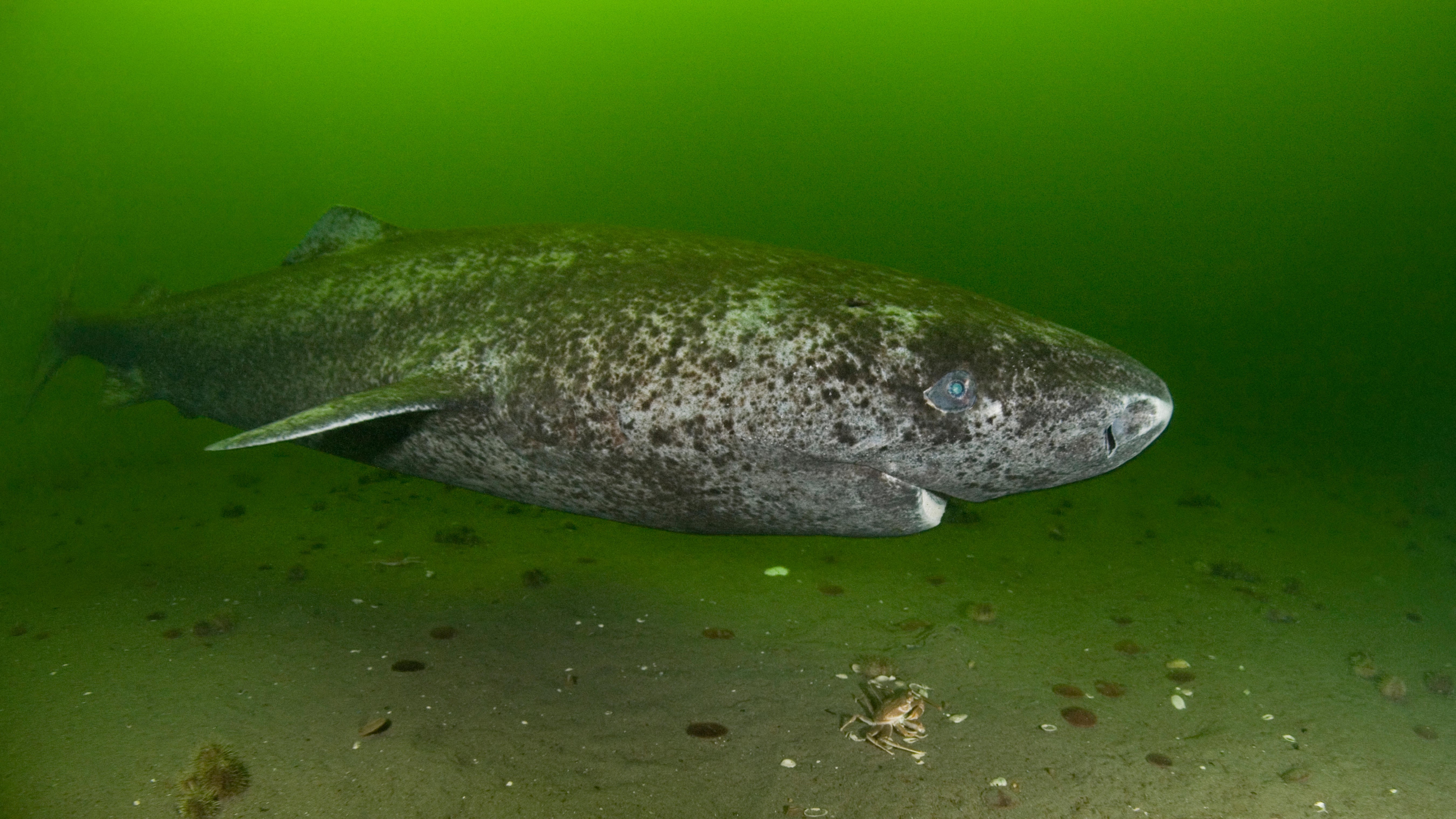 網頁設計 A Greenland shark swims through green-lit waters. The shark is gray and patchy.