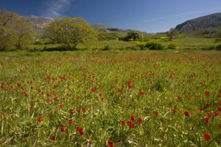 wild flowers bob gibbons