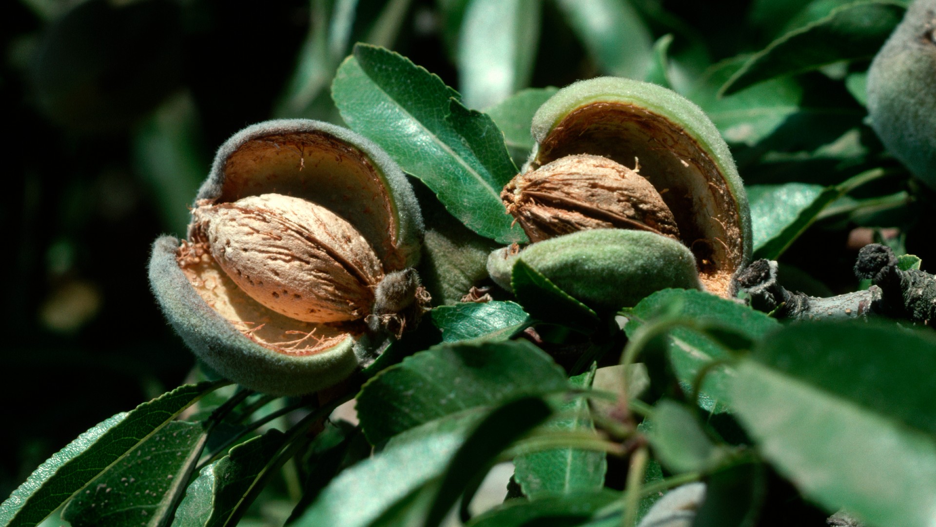 Almond tree