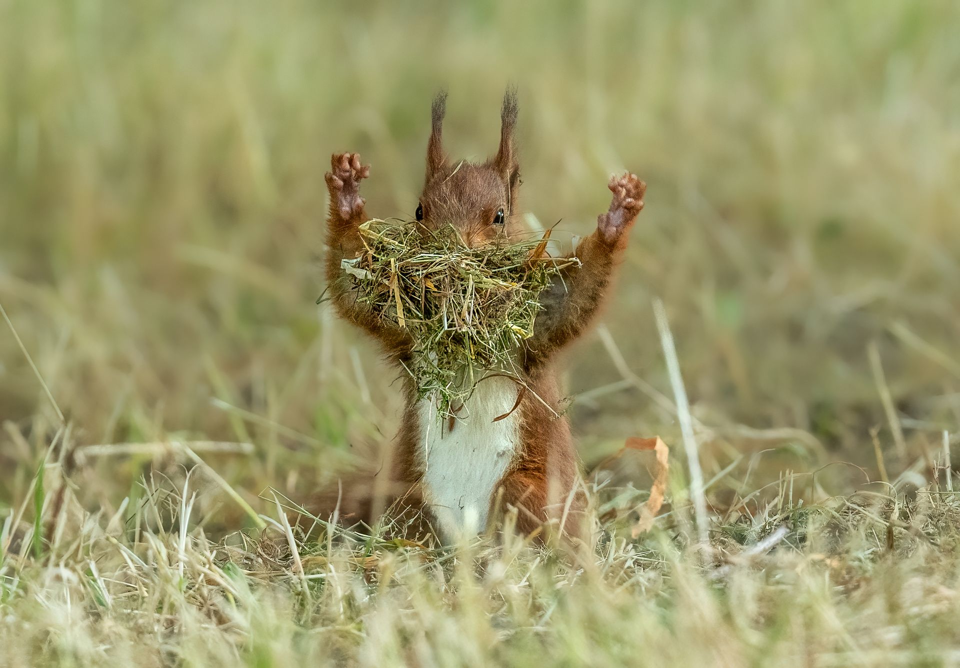 A red squirrel with its arms in the air and a mouth full of grass.