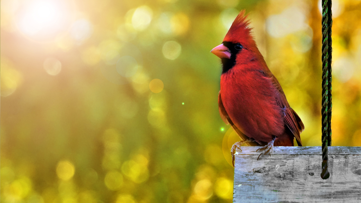 I’m Doing One Simple Thing To Help Birds After The Solar Eclipse – It Takes 2 Minutes