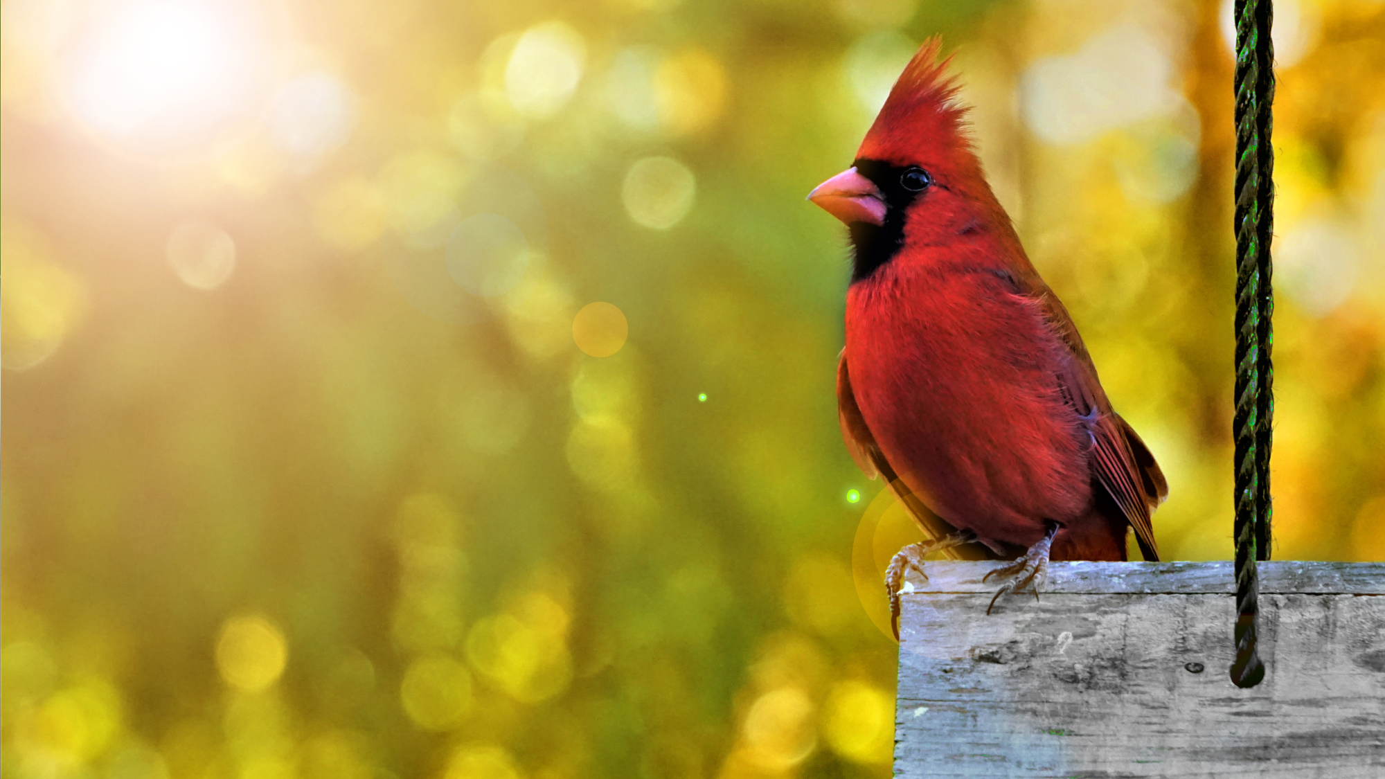 A single male cardinal bird perching on the roof of wooden feeder enjoy watching and relaxing on the morning light flare background, Autumn in GA USA.