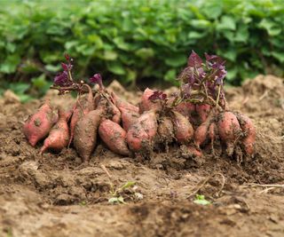 Freshly harvested sweet potatoes sit in dirt