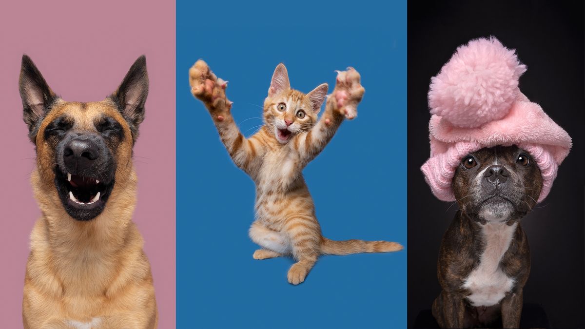 A smiling dog, a playful kitten with raised paws, and a dog wearing a pink hat against colored backdrops