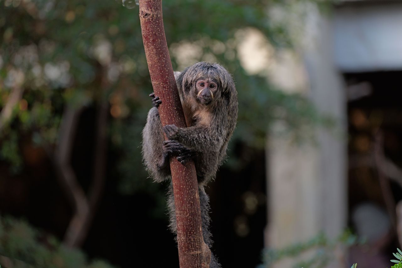 Monkey sitting on a tree branch