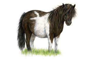 Native horse breeds of Britain