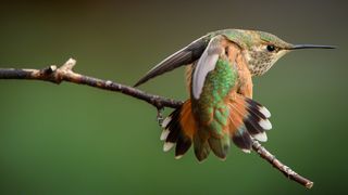 Image of Allen's Hummingbird by Moose Peterson