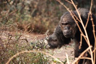 aggressive male chimp