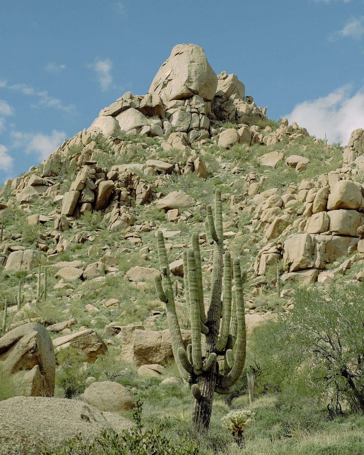 Scenes from an Arizona desert filled with rocky clusters, sculptural cacti, and occasional passersby.