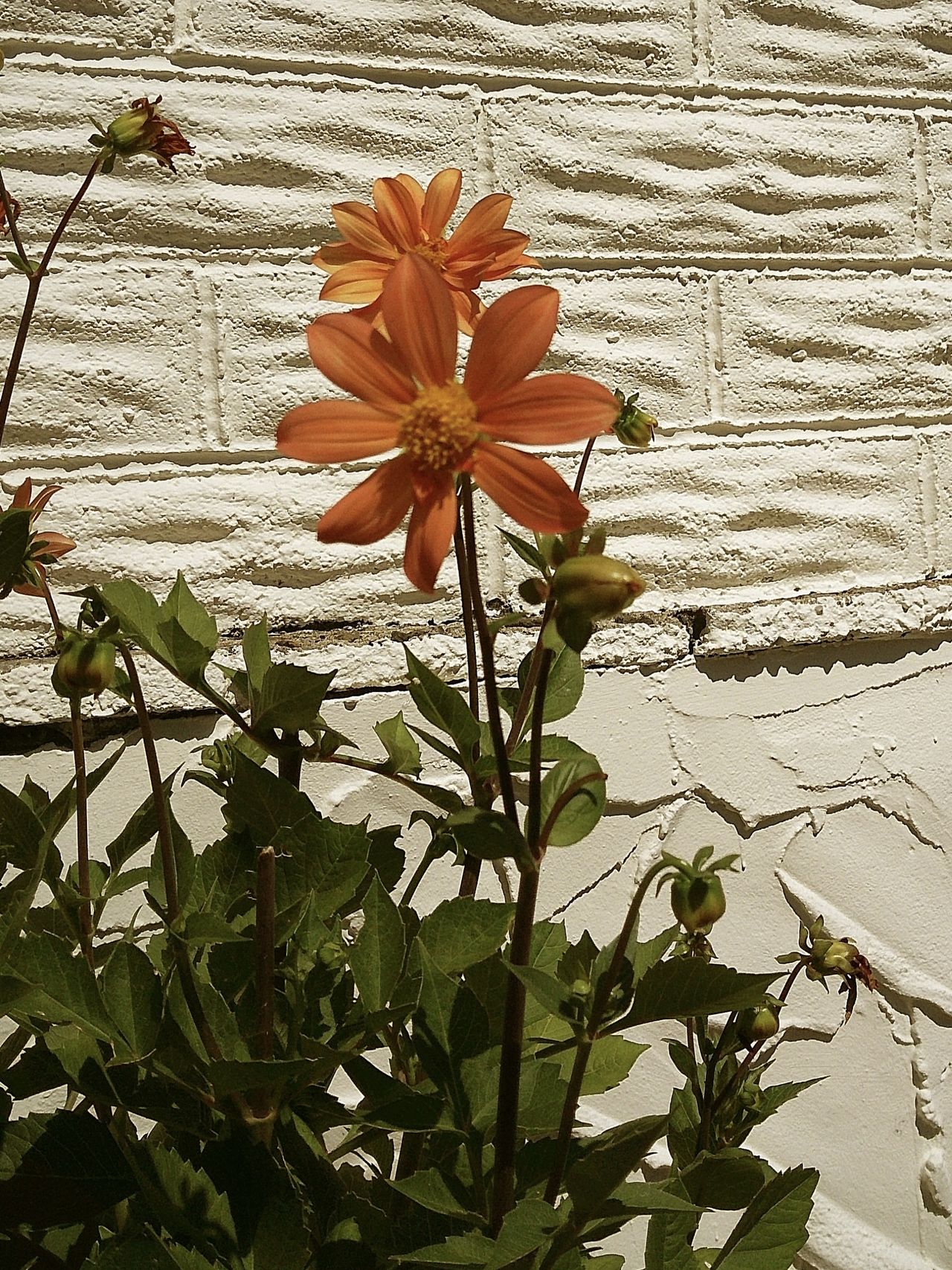 Image taken using the Camp Snap 2