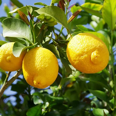 Yougarden Citrus &amp;amp;apos;lemon&amp;amp;apos; Tree With Fruit, Established Plant in 20cm Pot, 55-75cm Tall, Ready to Plant, Fragrant Flowers, Grow Your