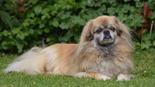 Tibetan spaniel lying on grass