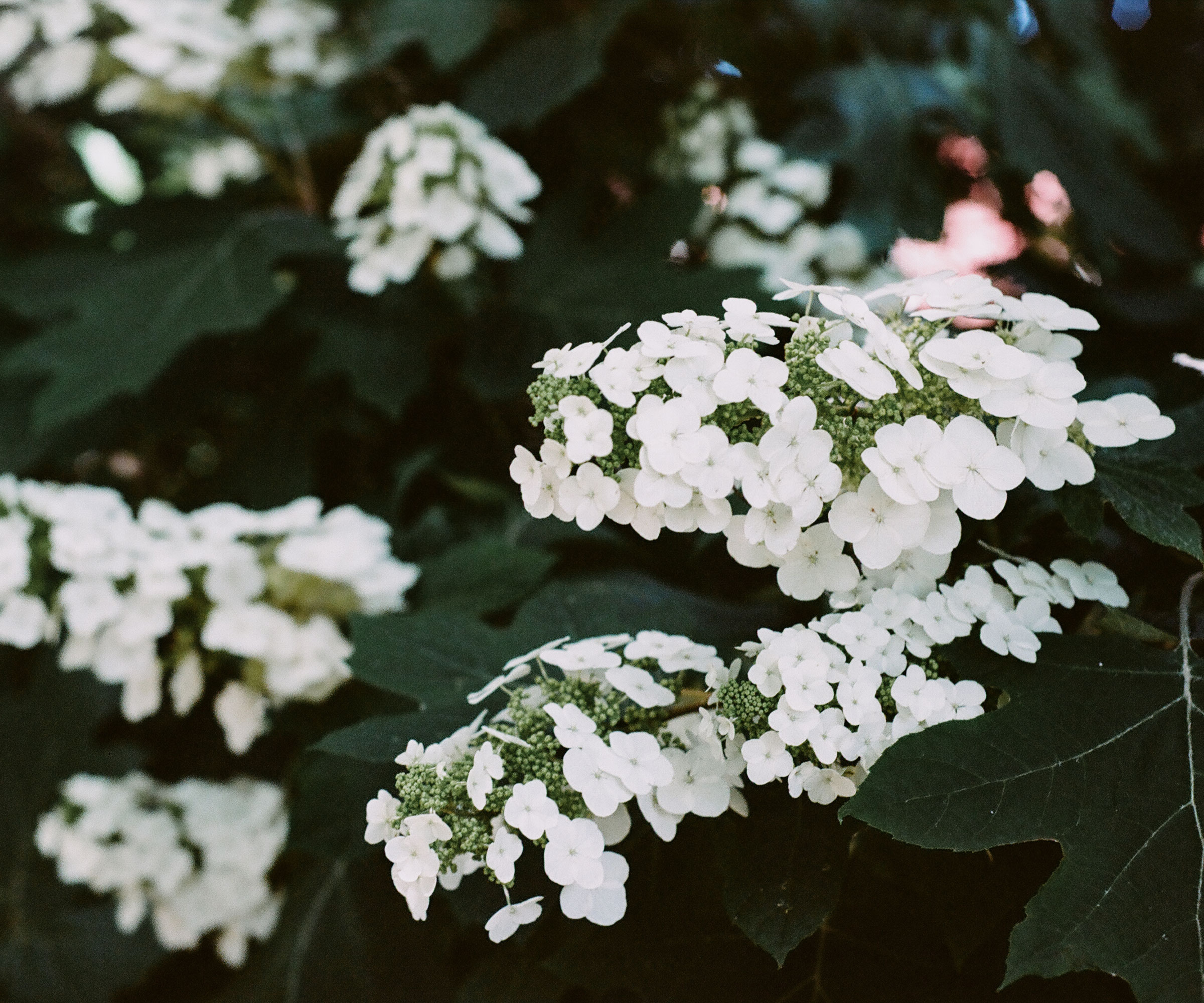 white flowered oakleaf hydrangea