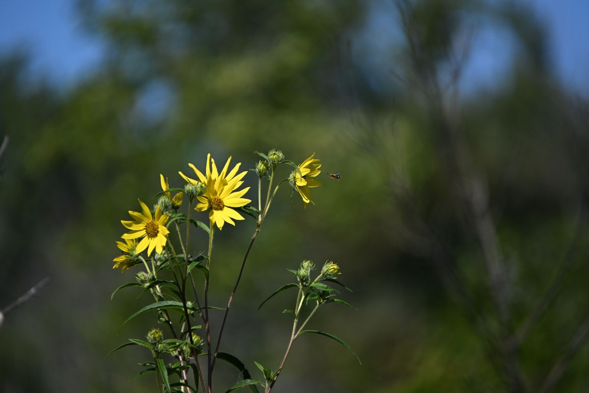 Image samples taken with the Tamron 18-300mm f/3.5-6.3 and the Nikon Z50 II