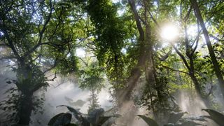 Tropical rainforest in sunlight by Baona