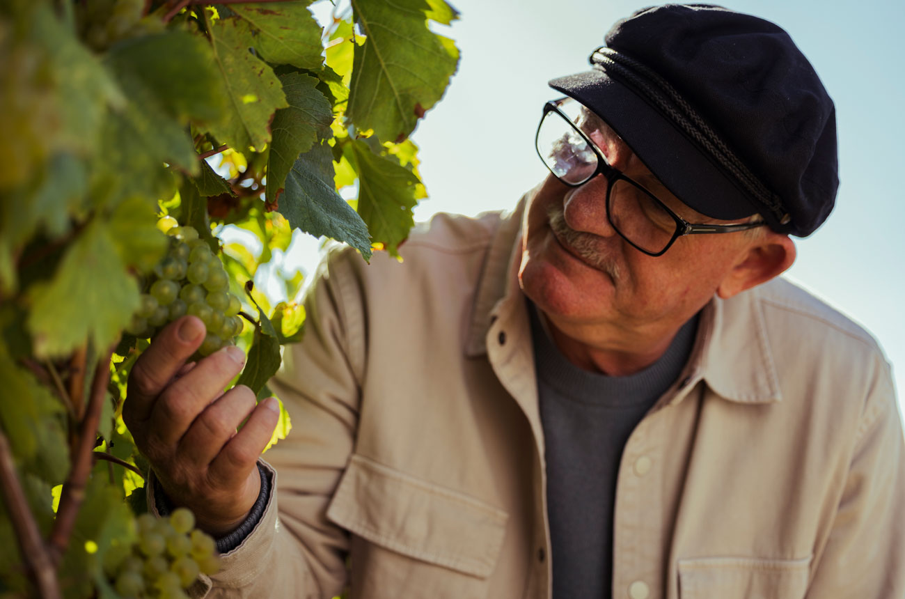 Ed Carr in the vineyard