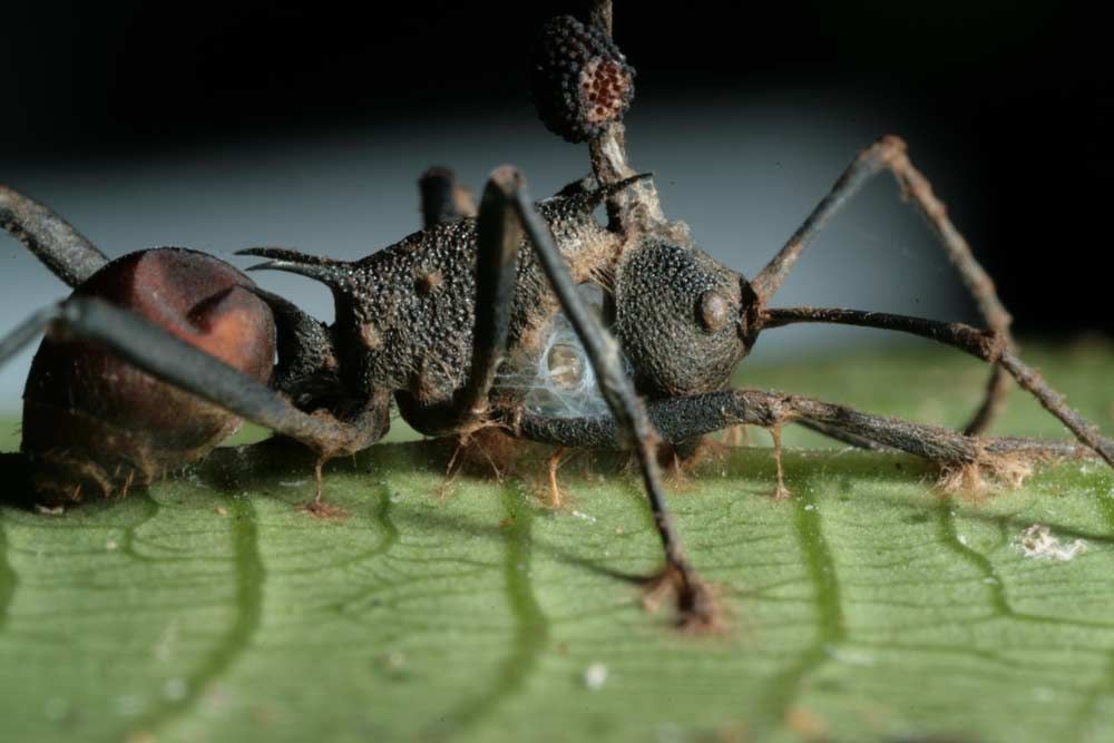 The mature, fruiting body of a zombie fungus is growing through this zombie ant&#039;s neck. The poor ant also has damage from a chewing insect; and a spider is making a home beneath its corpse.