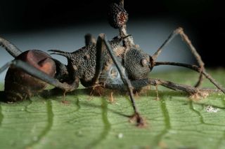 The mature, fruiting body of a zombie fungus is growing through this zombie ant's neck. The poor ant also has damage from a chewing insect; and a spider is making a home beneath its corpse.