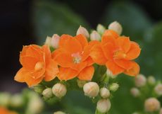 Orange Kalanchoe Flowers