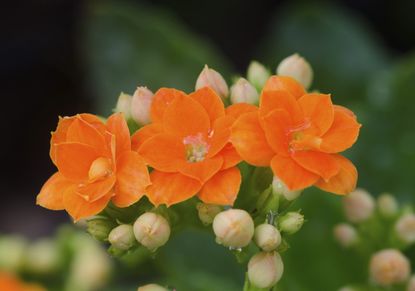 Orange Kalanchoe Flowers