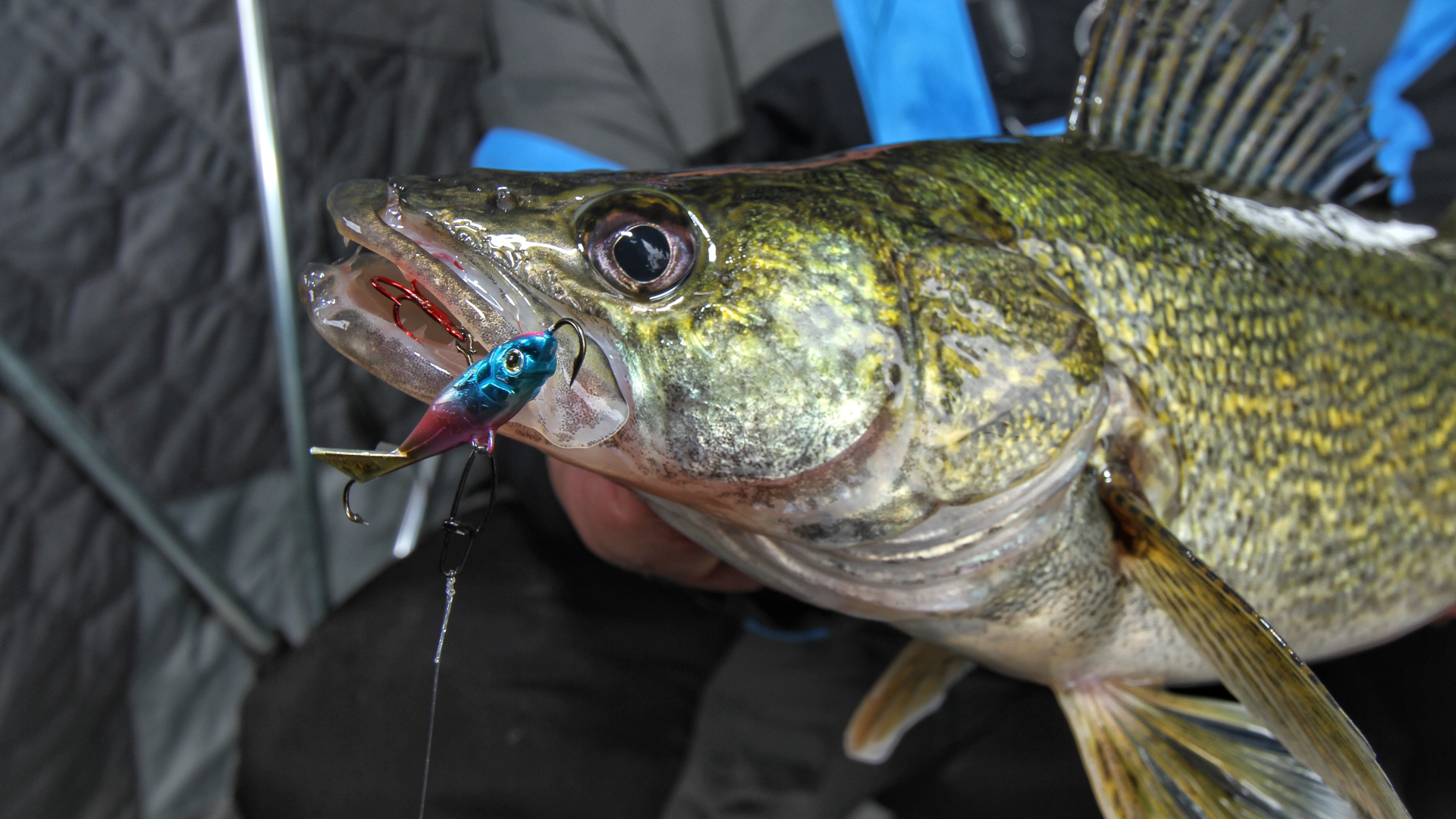How to catch walleye: the best tips for ice fishing | Advnture