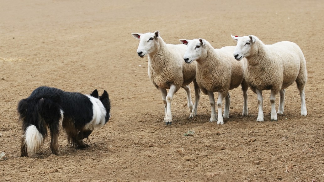 Working dogs - Sheep dogs