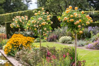 how to prune roses: yellow rose bushes from David Austin Roses
