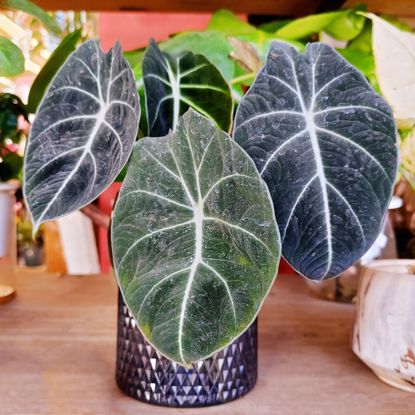 Alocasia Black Velvet