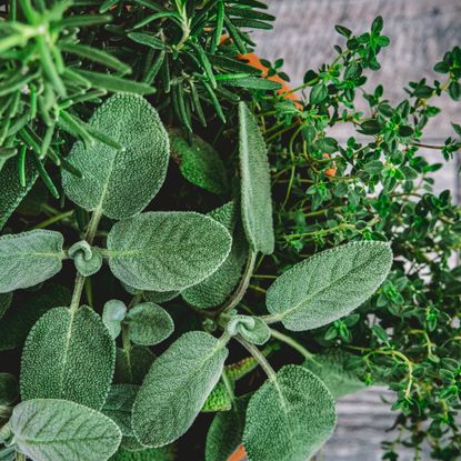 evergreen herbs in container with rosemary, thyme and sage