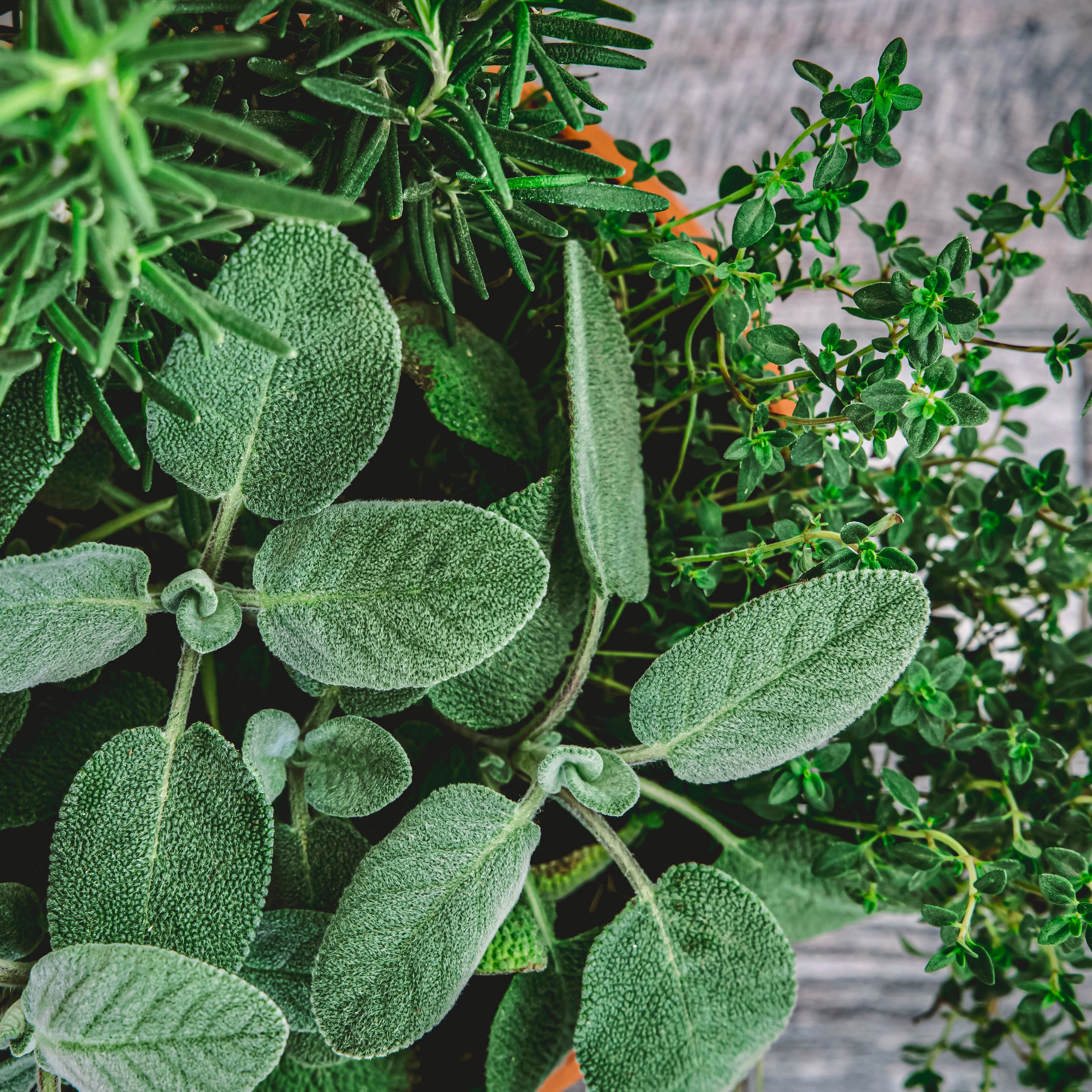 evergreen herbs in container with rosemary, thyme and sage